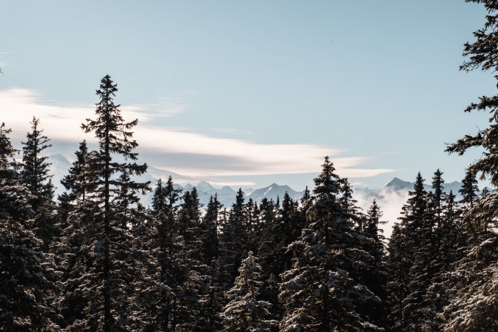 A spruce forest in winter covered with snow. Image by wirestock on Freepik.jpg